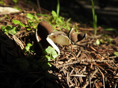 Helvella compressa