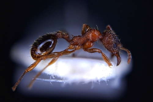 Aphaenogaster subcostataAphaenogaster subcostata