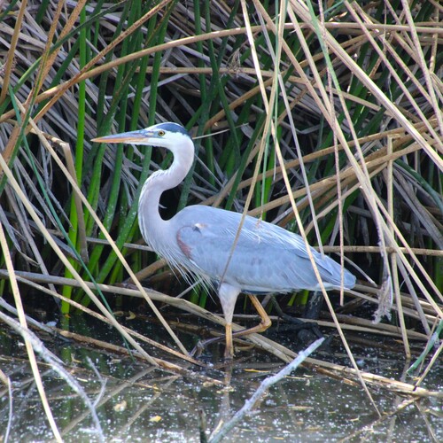 iNaturalist observation photo of Great Blue Heron
