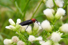 Dilophus pectoralis