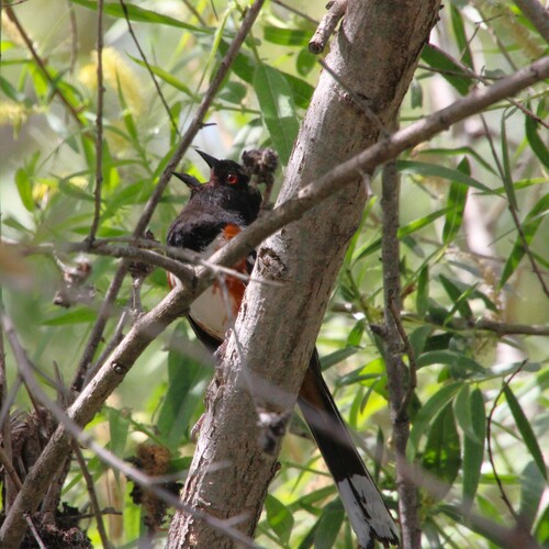 iNaturalist observation photo of Spotted Towhee