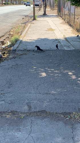 Great-tailed Grackle