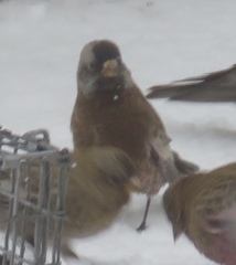 Leucosticte tephrocotis littoralis