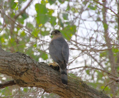 iNaturalist observation photo of Cooper's Hawk