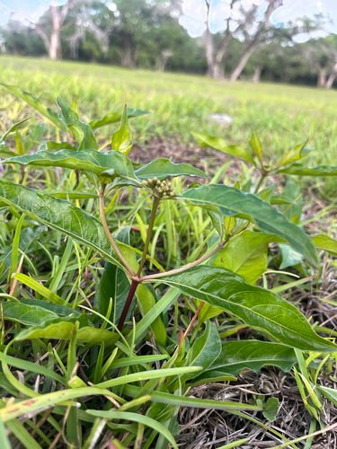 Redgal (Morinda royoc)