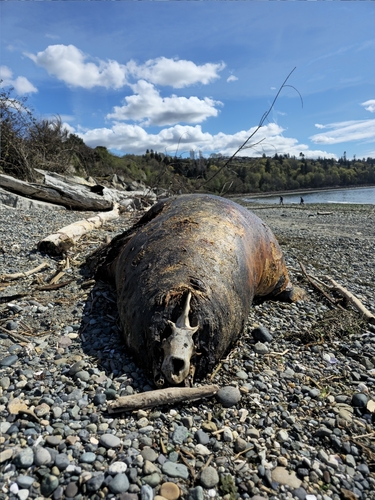 California Sea Lion photographed in Washington