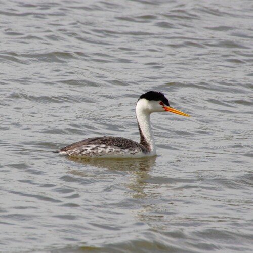 iNaturalist observation photo of Clark's Grebe