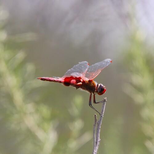 iNaturalist observation photo of Red Saddlebags