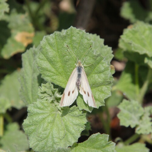 iNaturalist observation photo of Small White