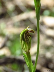 Pterostylis parviflora