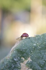 Cycloneda sanguinea