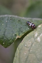 Eriopis connexa