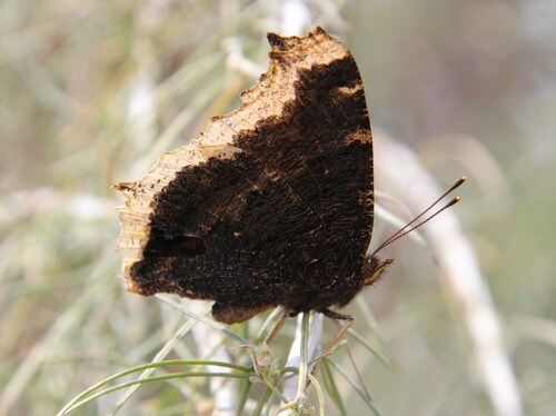 iNaturalist observation photo of Mourning Cloak
