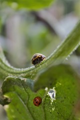 Epilachna paenulata