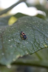 Harmonia axyridis