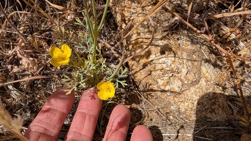 Eschscholzia parishii, 2026-04-03