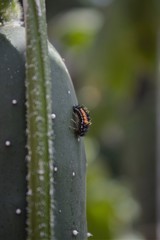 Harmonia axyridis