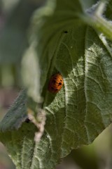Harmonia axyridis