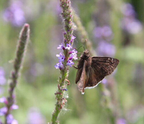 iNaturalist observation photo of Mournful Duskywing