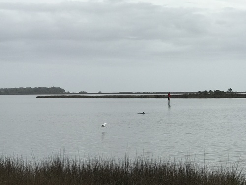 Common Bottlenose Dolphin photographed in Mississippi