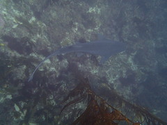 Notorynchus cepedianus