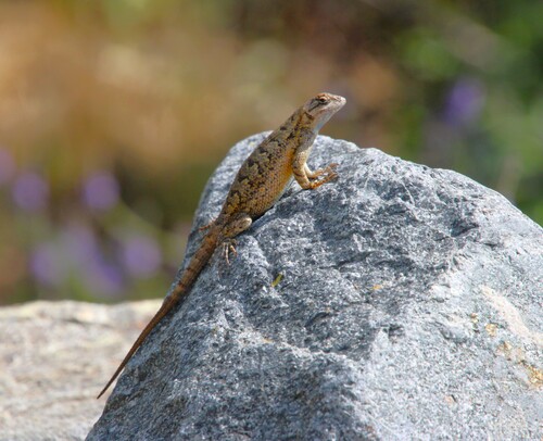 iNaturalist observation photo of Western Fence Lizard