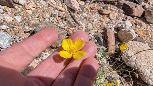 Eschscholzia parishii, 2026-04-03