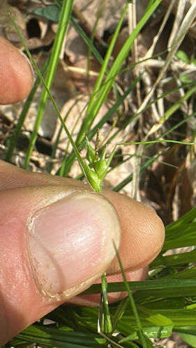 James' Sedge (Carex jamesii)