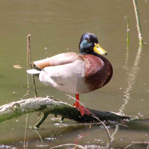 iNaturalist observation photo of Mallard