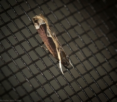 Chaliniastis astrapaea