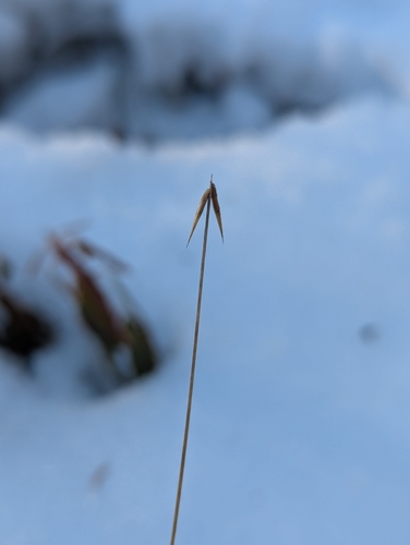 few-flowered sedge (Carex pauciflora)