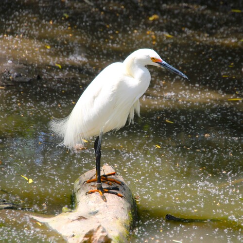 iNaturalist observation photo of Snowy Egret