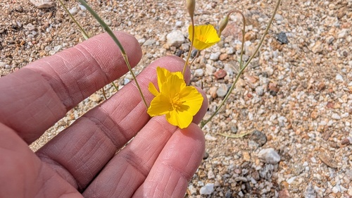 Eschscholzia parishii, 2026-04-03