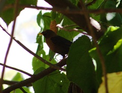 Turdus rufitorques