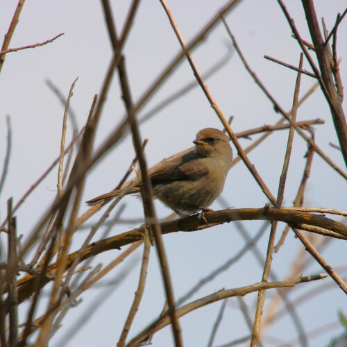 iNaturalist observation photo of Bushtit