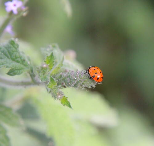 iNaturalist observation photo of Convergent Lady Beetle