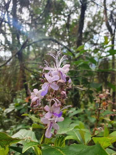 Rotheca myricoides