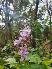 Rotheca myricoides