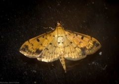 Herpetogramma cynaralis