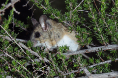 Peromyscus boylii