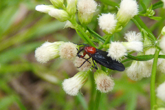 Dilophus pectoralis
