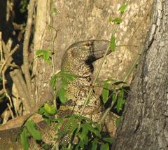 Varanus albigularis
