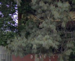 Pinus maximartinezii