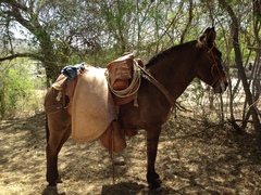 Equus asinus × caballus