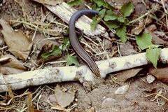 Plestiodon tetragrammus