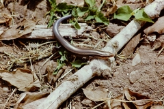 Plestiodon tetragrammus