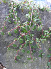 Cotoneaster × suecicus