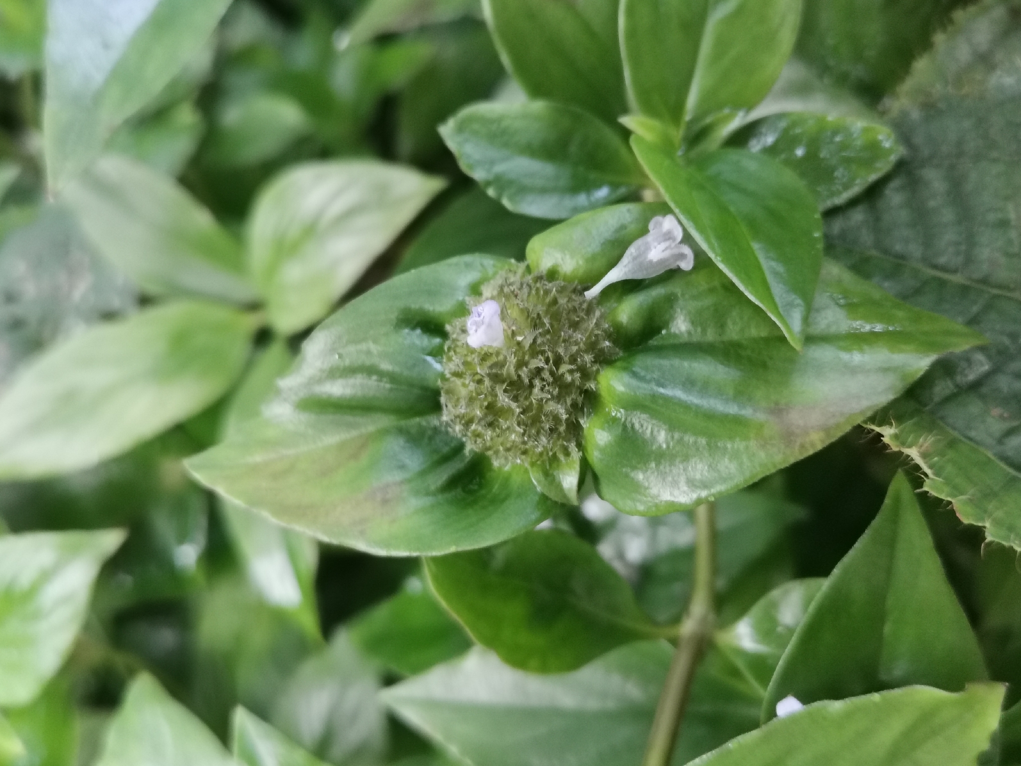 Borreria (Spermacoce alata)