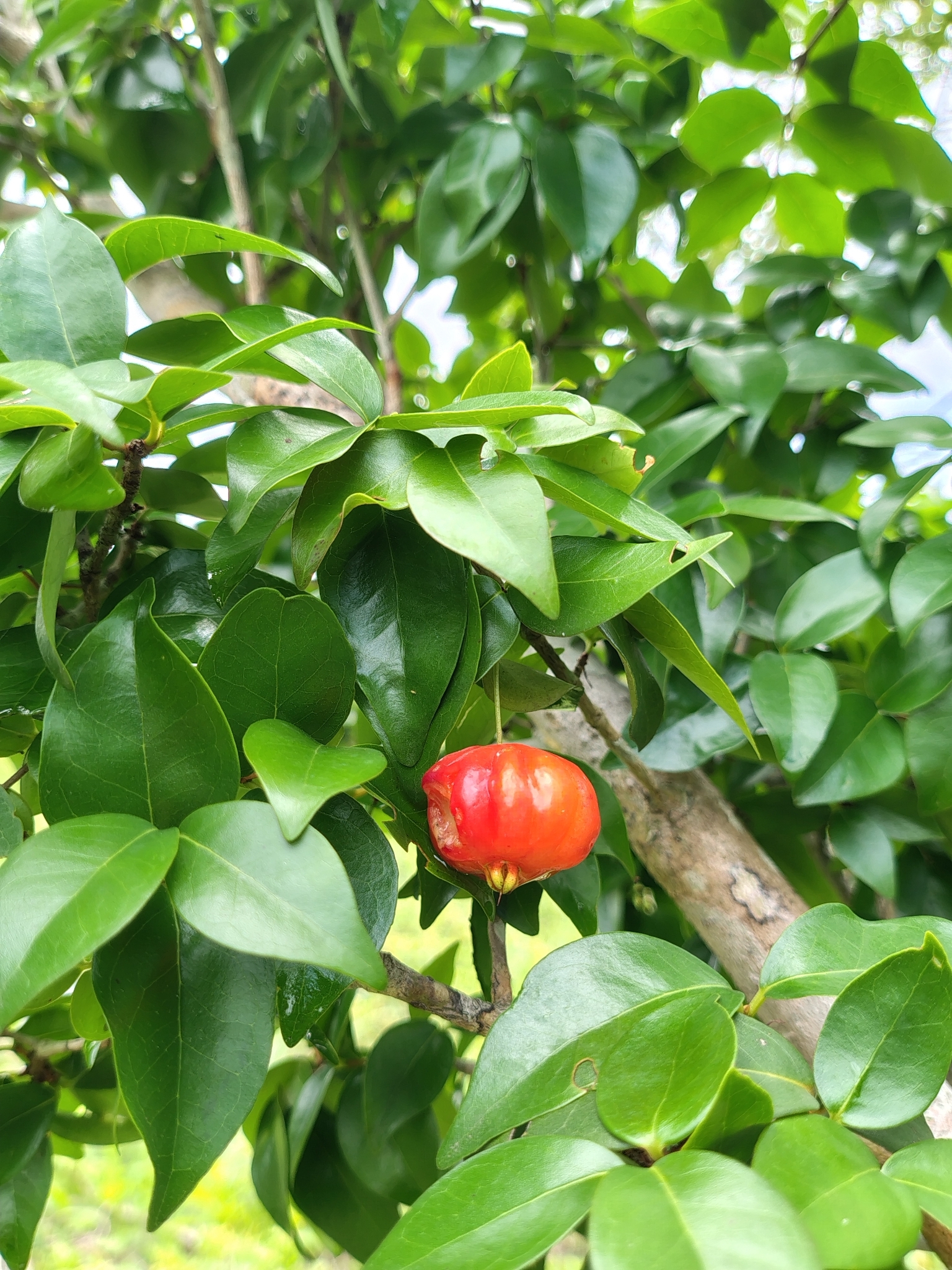 Eugenia uniflora