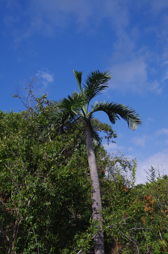 Pseudophoenix sargentii